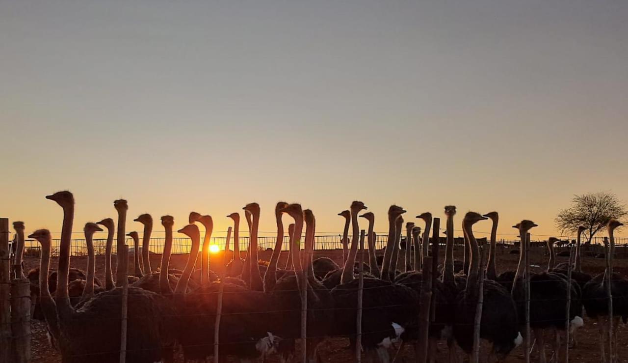 Pureplaas Self Catering Volmoed Oudtshoorn Klein Karoo Apartment Luaran gambar