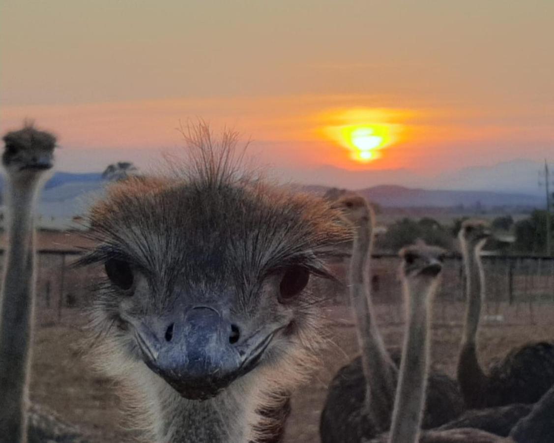 Pureplaas Self Catering Volmoed Oudtshoorn Klein Karoo Apartment Luaran gambar